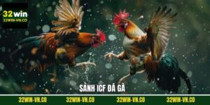 ICF Đá Gà - Trải Nghiệm Chọi Chiến Kê Dũng Mãnh Tại 32Win