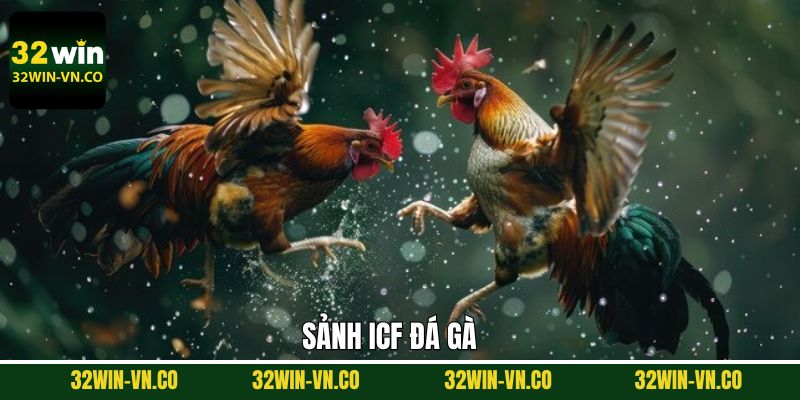 ICF Đá Gà - Trải Nghiệm Chọi Chiến Kê Dũng Mãnh Tại 32Win