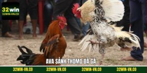 Thomo Đá Gà - Điểm Đến Số 1 Cho Hội Viên Đam Mê Chọi Kê
