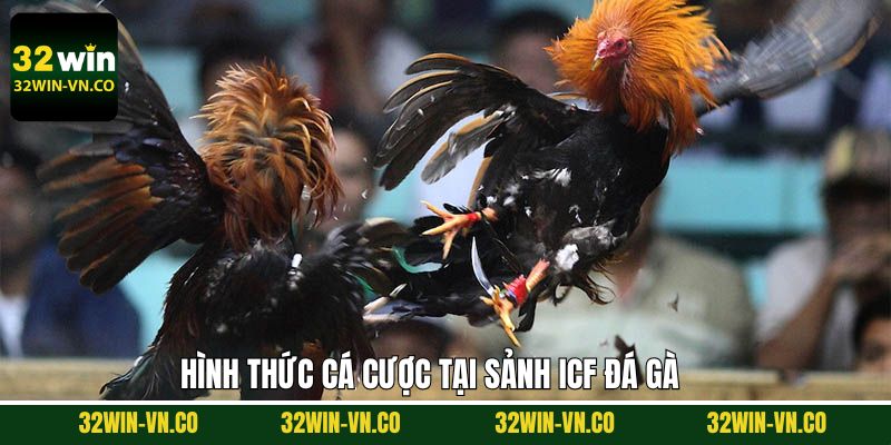 Tổng hợp những thể loại đá gà đa dạng hiện có tại ICF