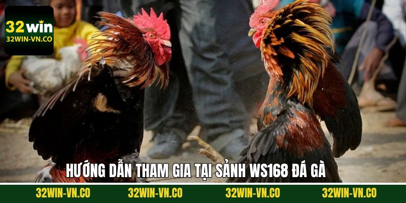 Hướng dẫn về thao tác khi tham gia vào sảnh Ws168 đá gà