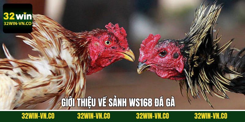 Sơ lược sân chơi thú vị sảnh Ws168 đá gà