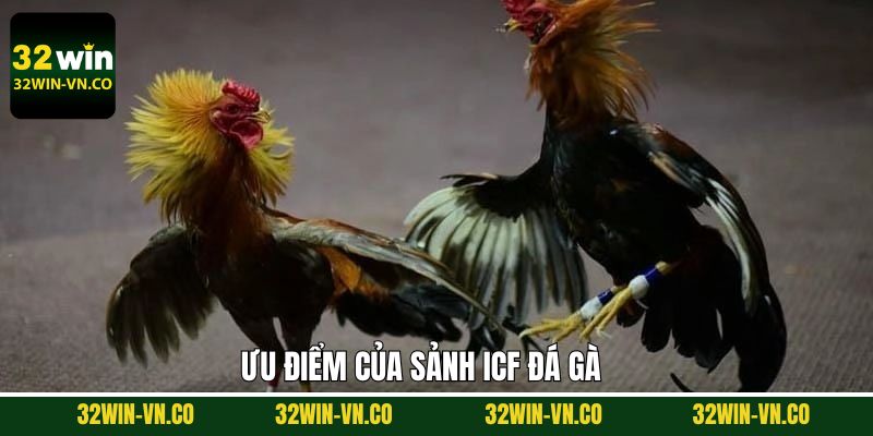 Điểm mạnh của ICF đá gà chinh phục hội viên