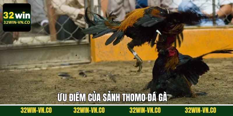 Điểm mạnh nổi bật của sảnh Thomo đá gà chất lượng